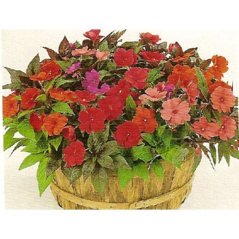  New Guinea Impatiens 